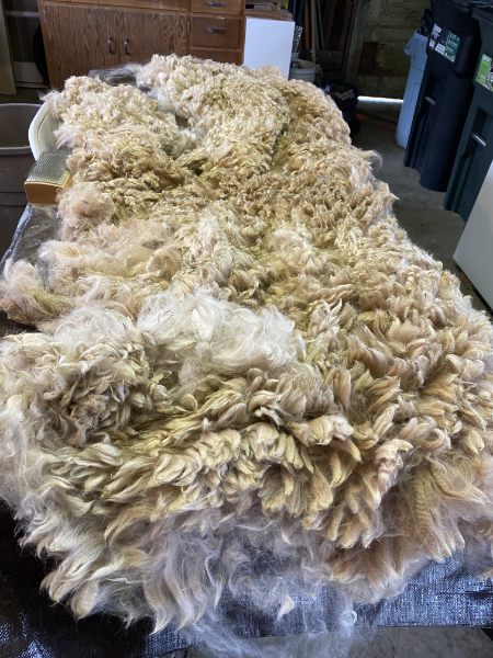 fleece laid out on skirting table